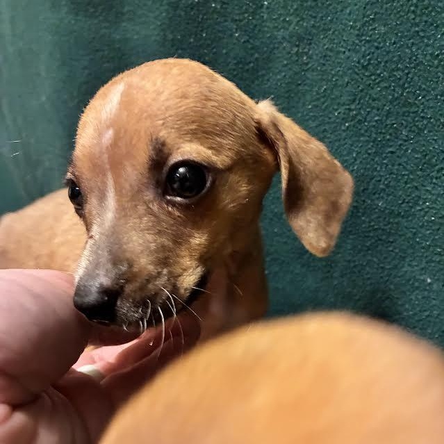 Lollapalooza, a ADOPTABLE mixed breed in Midlothian, VA image 3/4
