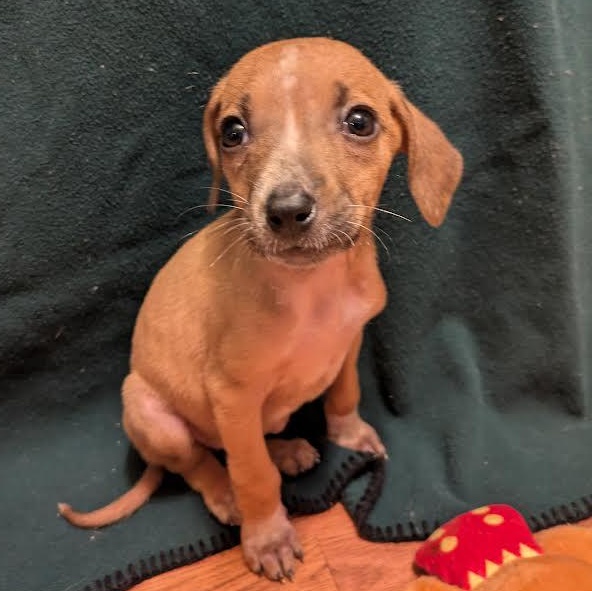 Lollapalooza, a ADOPTABLE mixed breed in Midlothian, VA image 4/4
