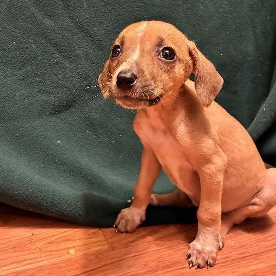 Lollapalooza, a ADOPTABLE mixed breed in Midlothian, VA image 2/4