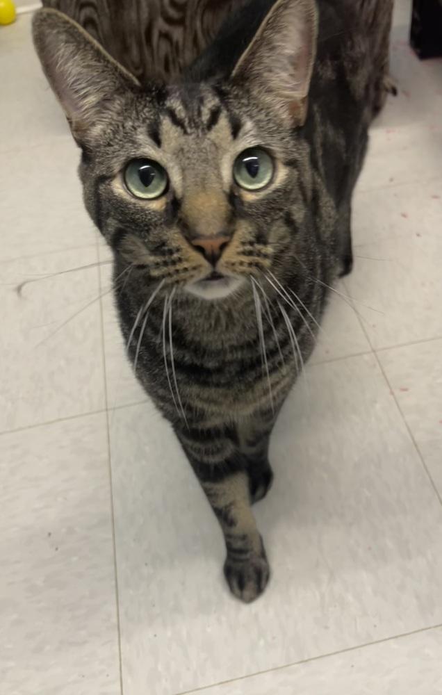 Enlarge Samson, a Adoptable Domestic Short Hair in Germantown, OH image 2/6