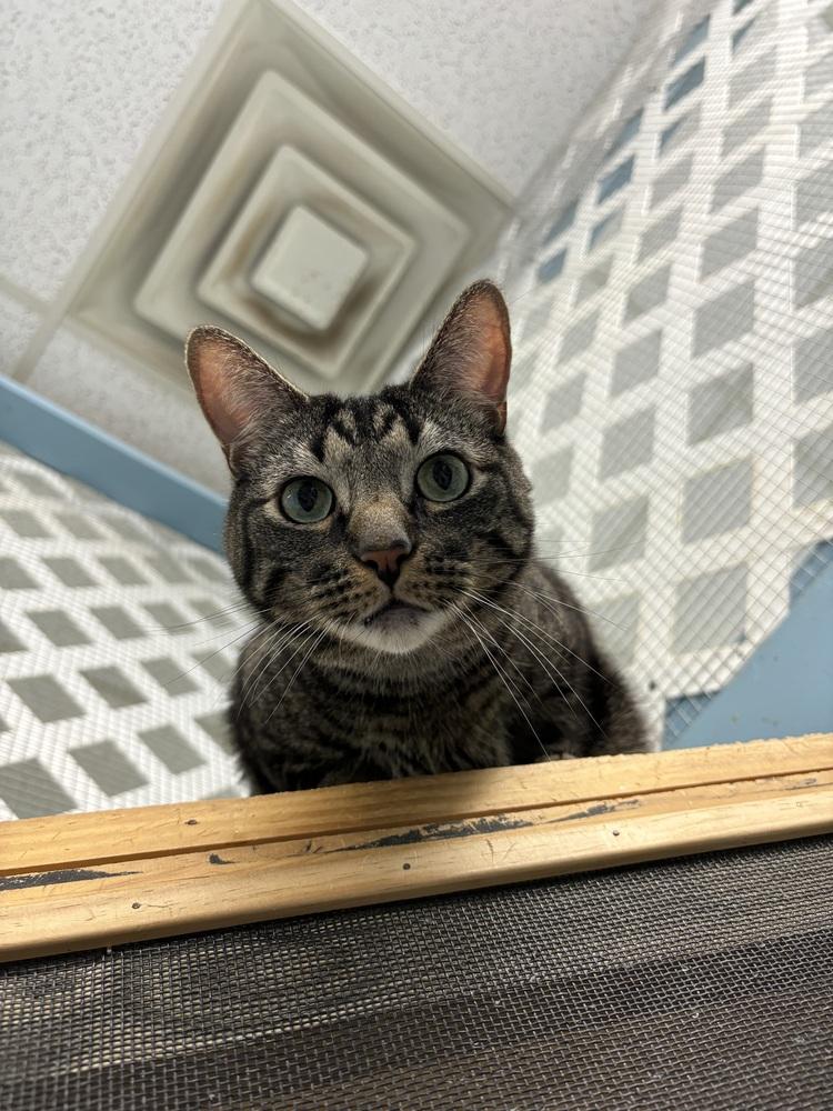 Enlarge Samson, a Adoptable Domestic Short Hair in Germantown, OH image 6/6