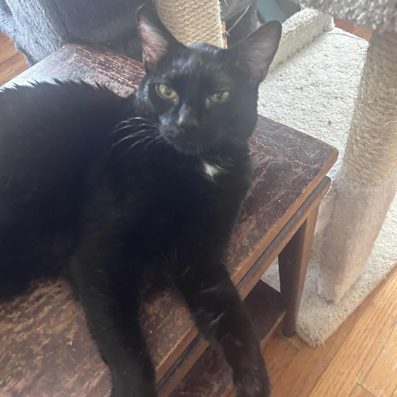 Enlarge Cal  (I kiss!), a ADOPTABLE Domestic Short Hair in Huntington, NY image 2/2
