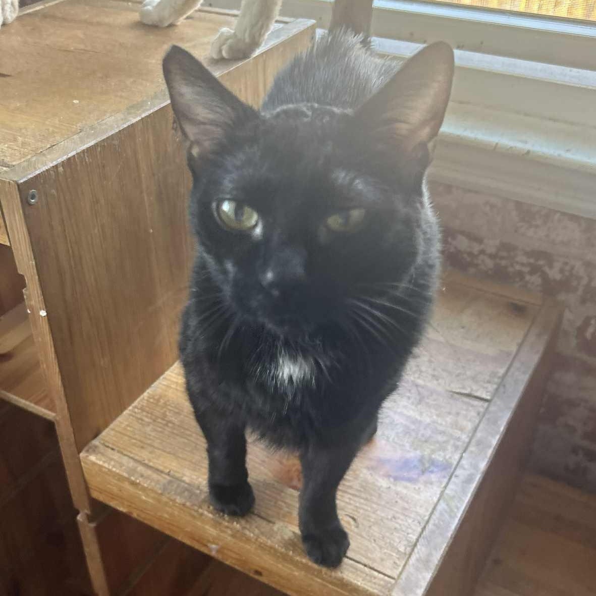 Cal  (I kiss!), ADOPTABLE, Senior Male Domestic Short Hair.