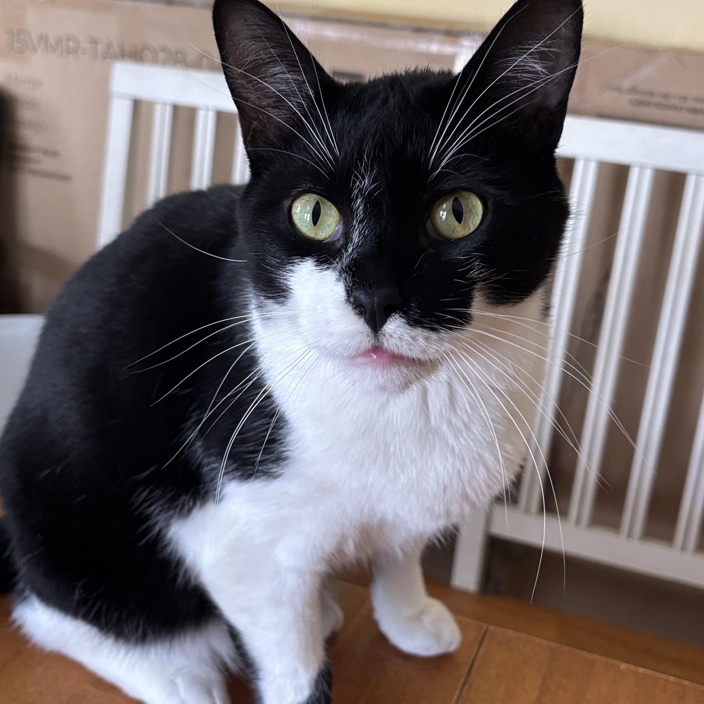 Herbie, a Adoptable Domestic Short Hair in Melrose, MA image 1/5