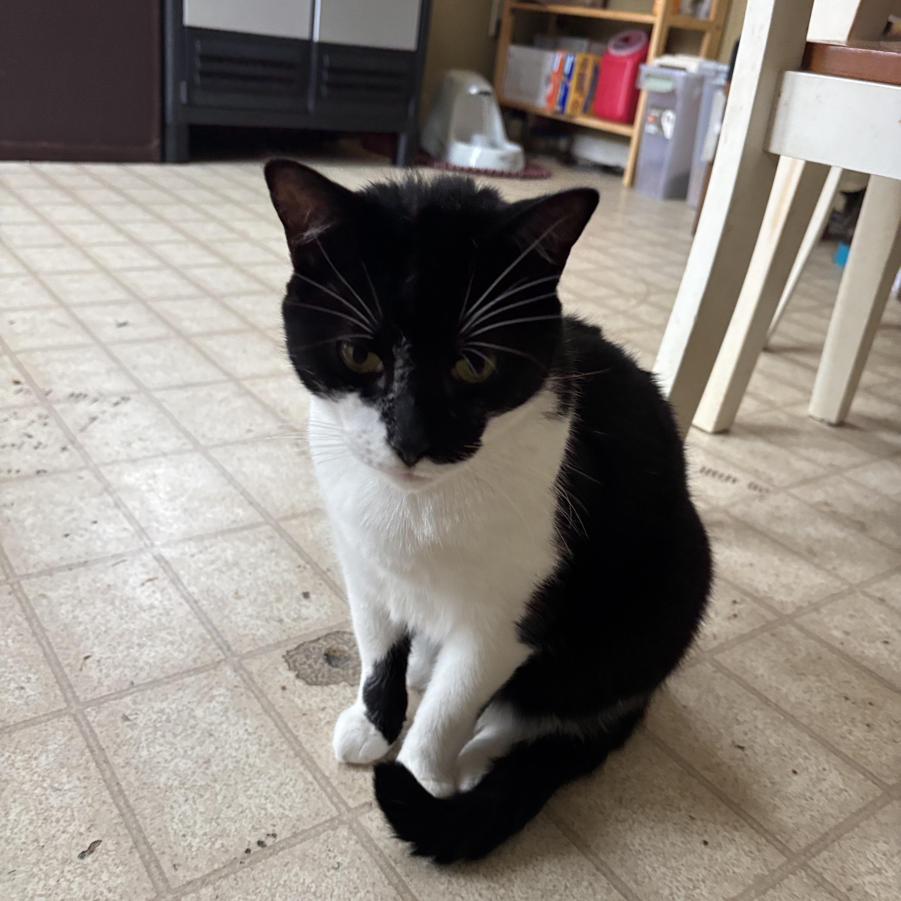 Herbie, a Adoptable Domestic Short Hair in Melrose, MA image 5/5