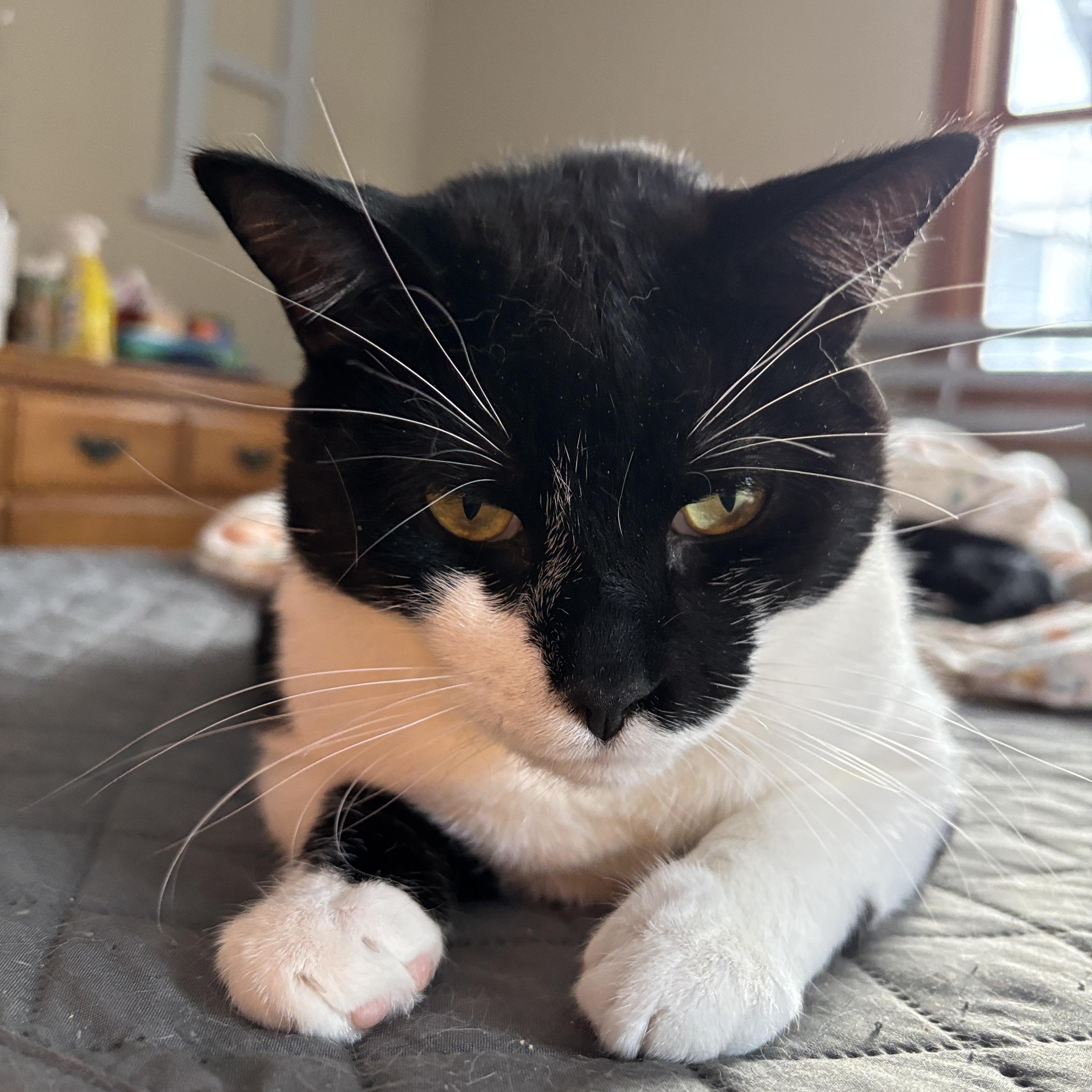 Herbie, a Adoptable Domestic Short Hair in Melrose, MA image 2/5