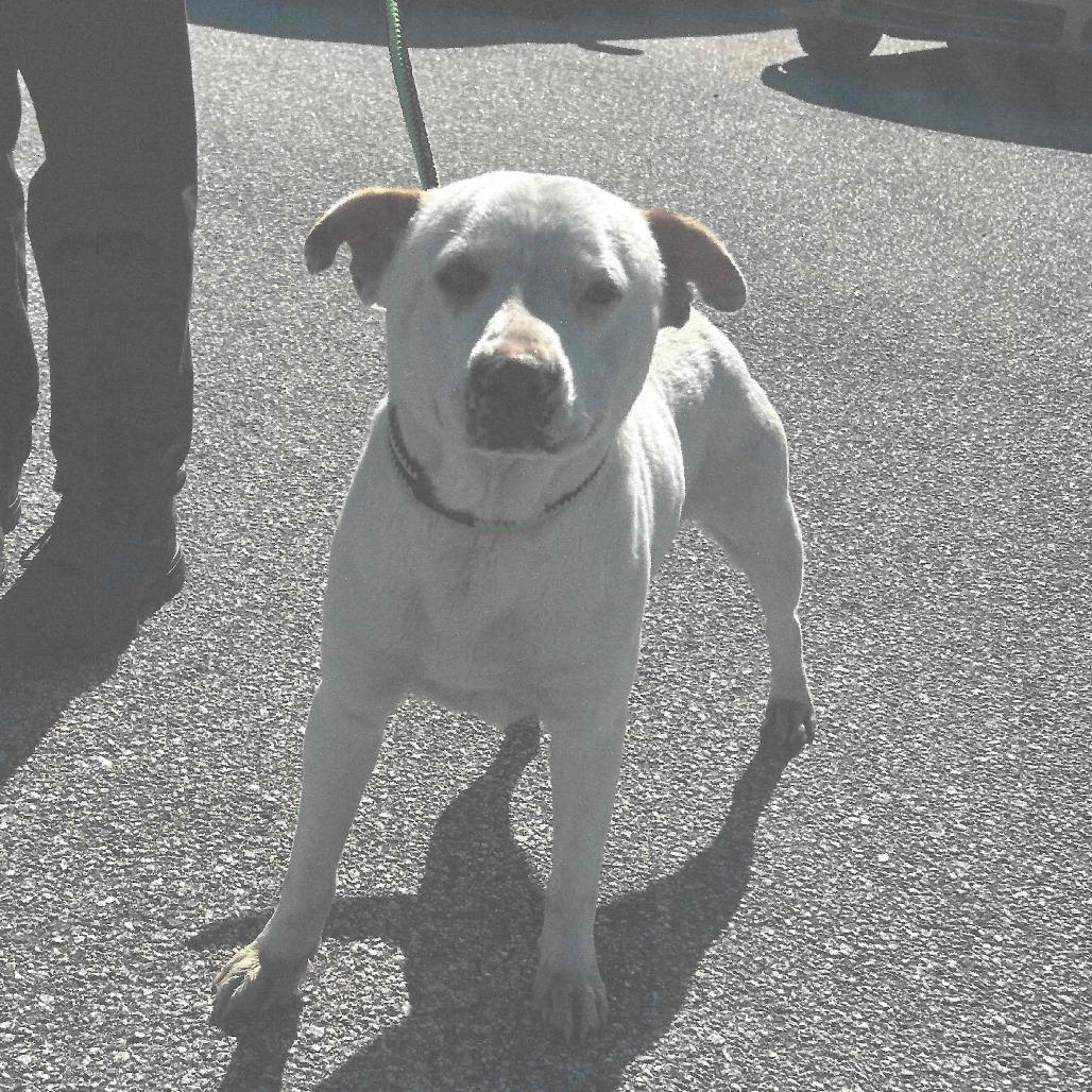 Enlarge Orion, a Adoptable mixed breed in Dillon, SC image 1/1