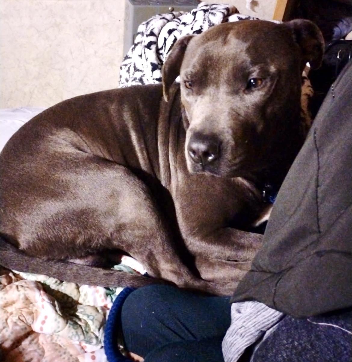 Bubba, Adoptable, Young Male American Staffordshire Terrier.