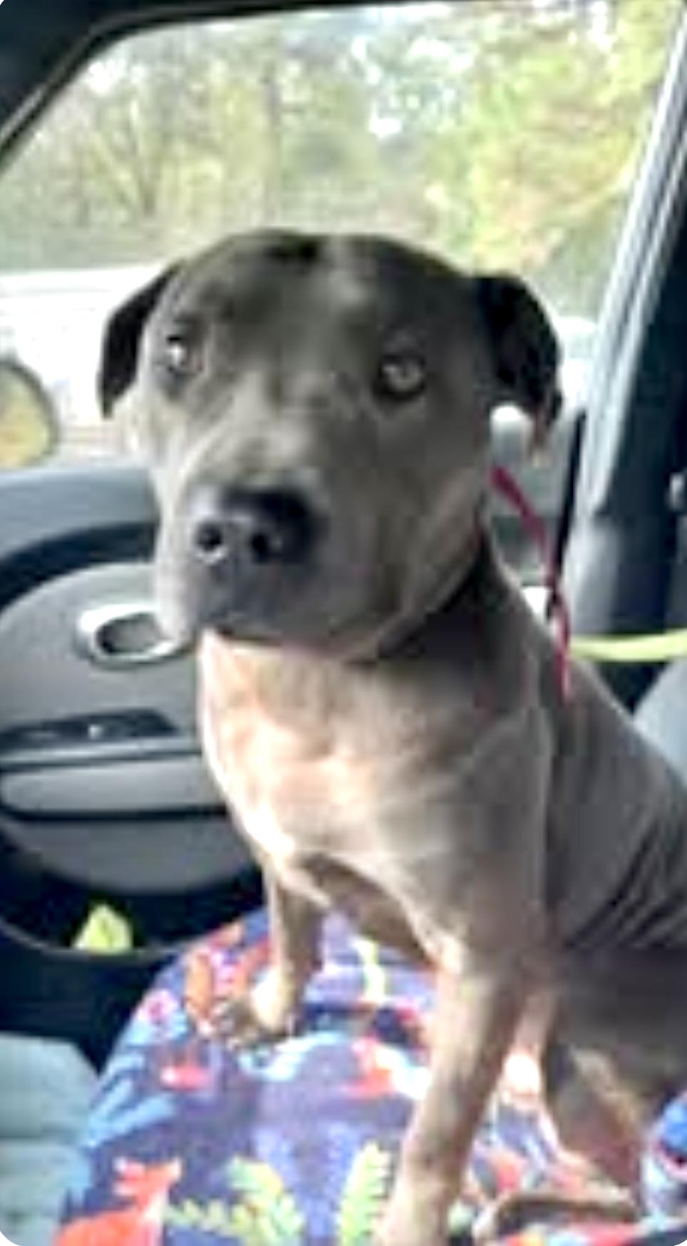 Bubba, a Adoptable American Staffordshire Terrier in Statesville, NC image 5/6