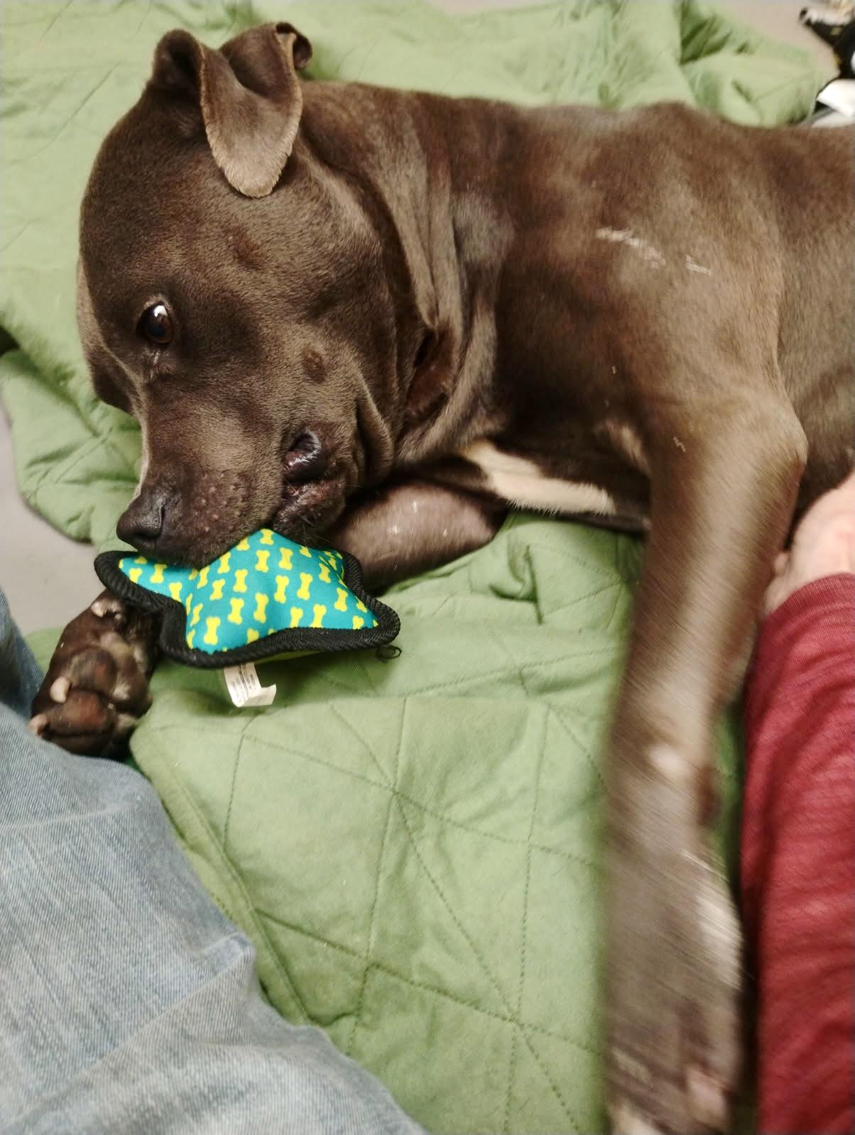 Bubba, a Adoptable American Staffordshire Terrier in Statesville, NC image 2/6