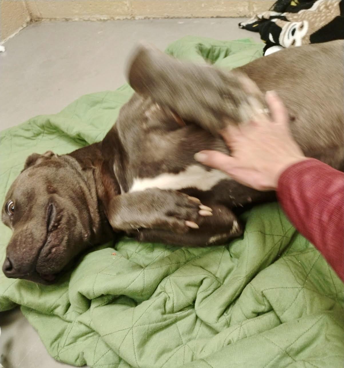 Bubba, a Adoptable American Staffordshire Terrier in Statesville, NC image 3/6