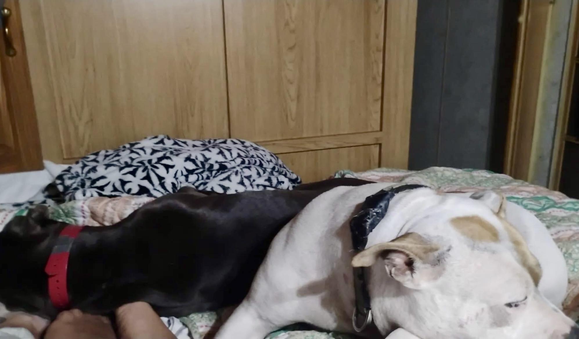 Bubba, a Adoptable American Staffordshire Terrier in Statesville, NC image 4/6