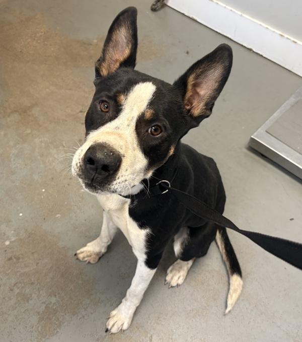 *Louie*, Adoptable, Adult Male Pit Bull Terrier & Lancashire Heeler.