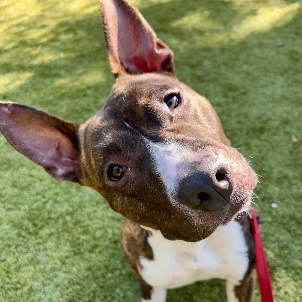 Florence, Adoptable, Adult Female Mixed Breed.