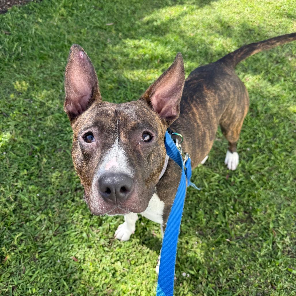 Florence, a Adoptable Mixed Breed in Sarasota, FL image 3/6
