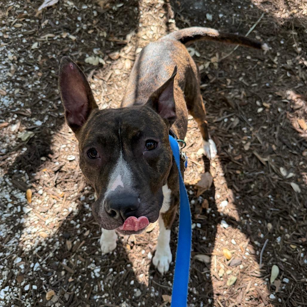 Florence, a Adoptable Mixed Breed in Sarasota, FL image 5/6