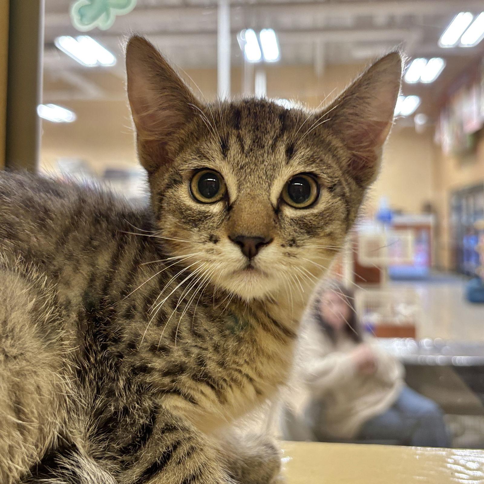Sir Egg, Adopted, Kitten Male Domestic Short Hair.