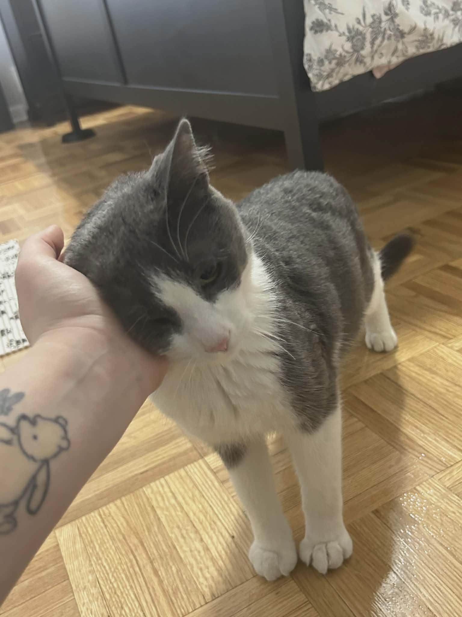 Enlarge Toby, an adopted Domestic Short Hair in Hamilton, ON image 2/2