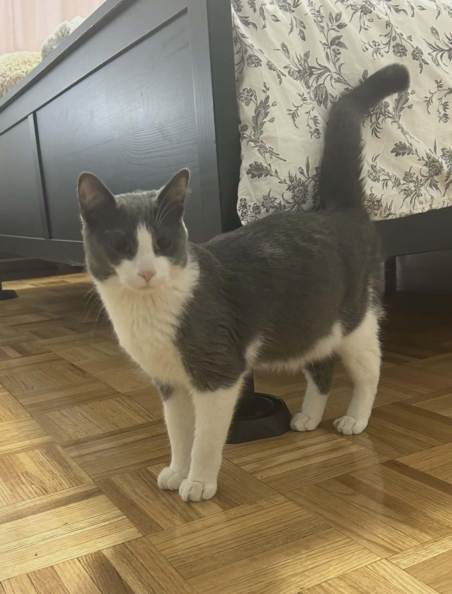 Enlarge Toby, an adopted Domestic Short Hair in Hamilton, ON image 1/2