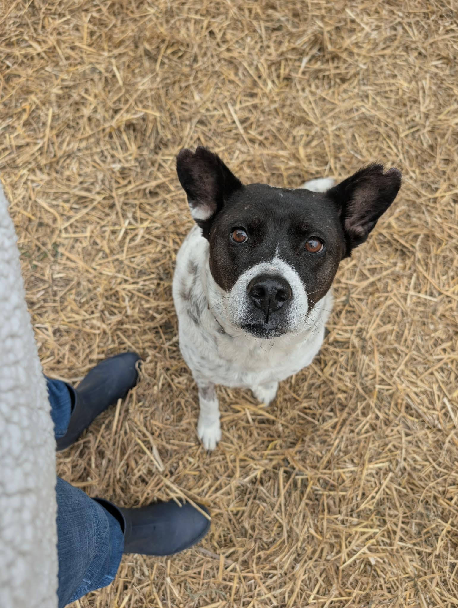 Enlarge Maggie, a ADOPTABLE mixed breed in Luttrell, TN image 2/6