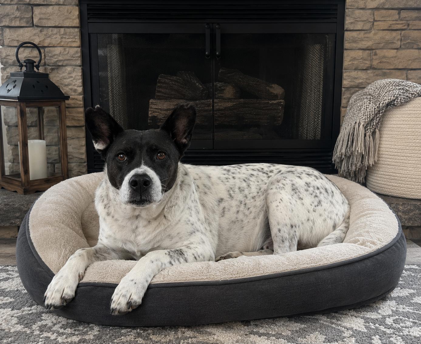 Maggie, ADOPTABLE, Senior Female Australian Cattle Dog / Blue Heeler.