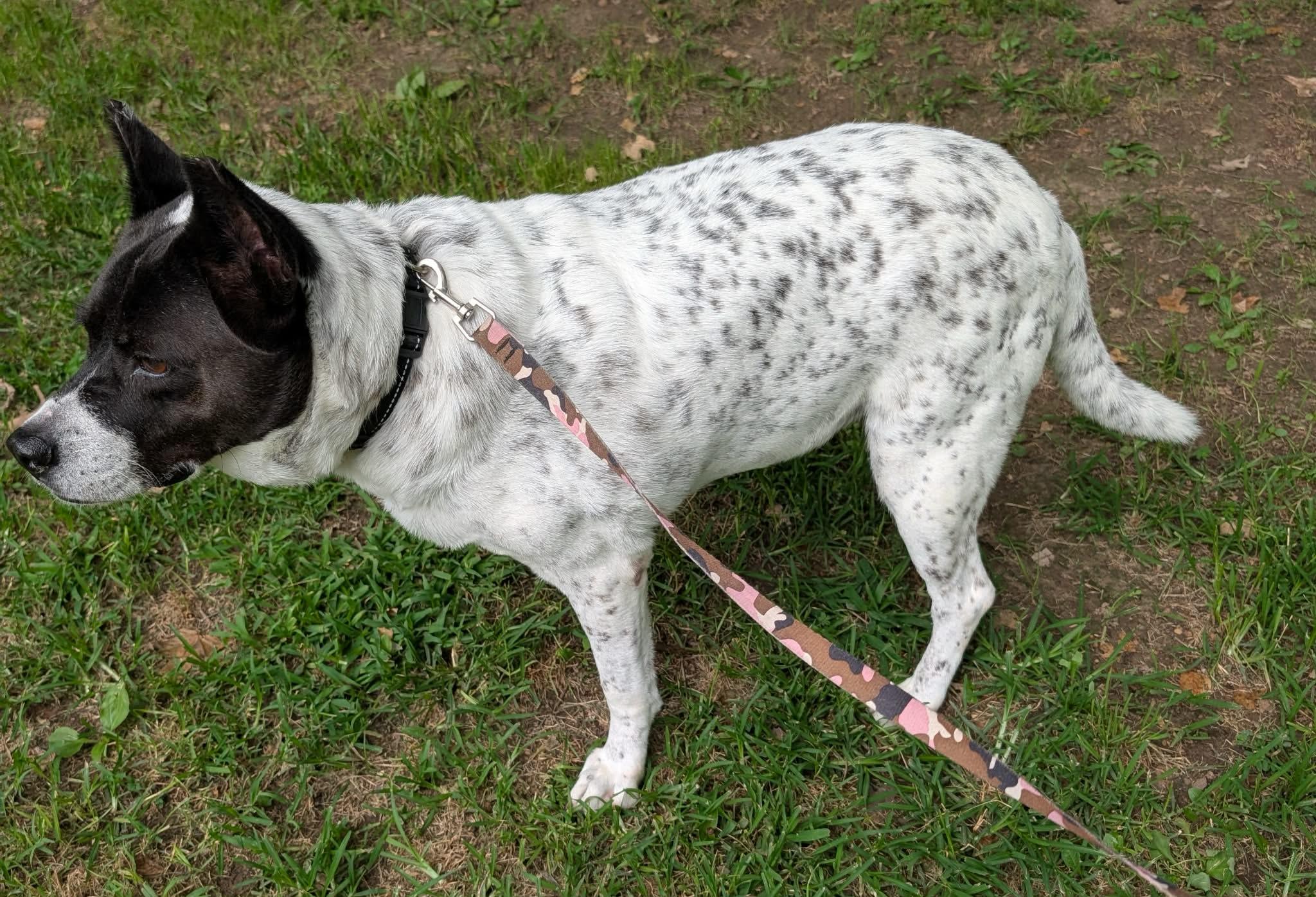 Enlarge Maggie, a ADOPTABLE mixed breed in Luttrell, TN image 3/6