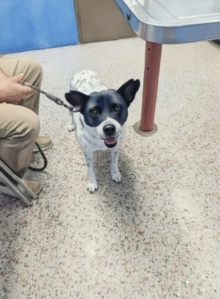 Enlarge Maggie, a ADOPTABLE mixed breed in Luttrell, TN image 4/6