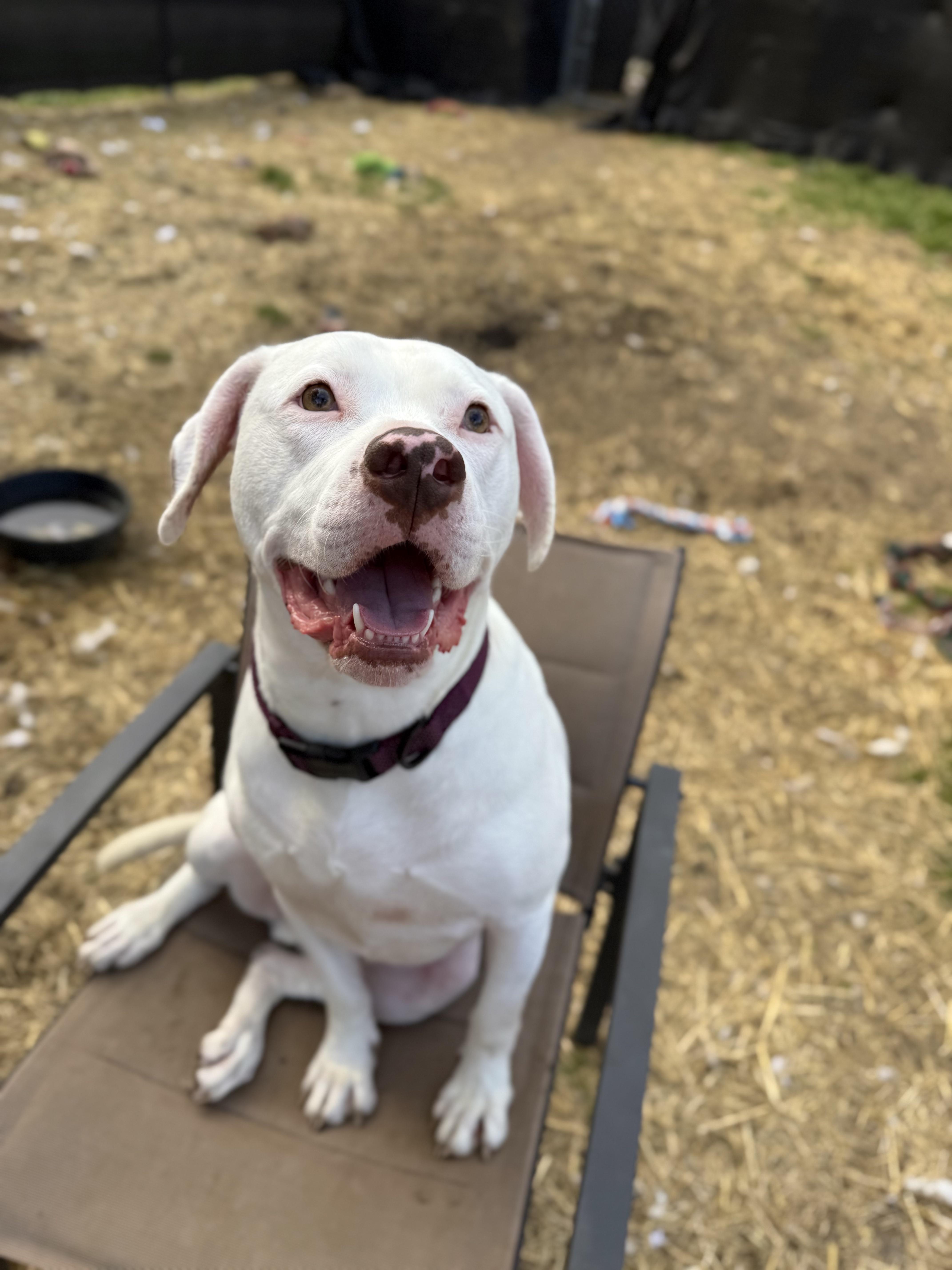 Enlarge Bones, a Adoptable mixed breed in INDIANAPOLIS, IN image 2/6
