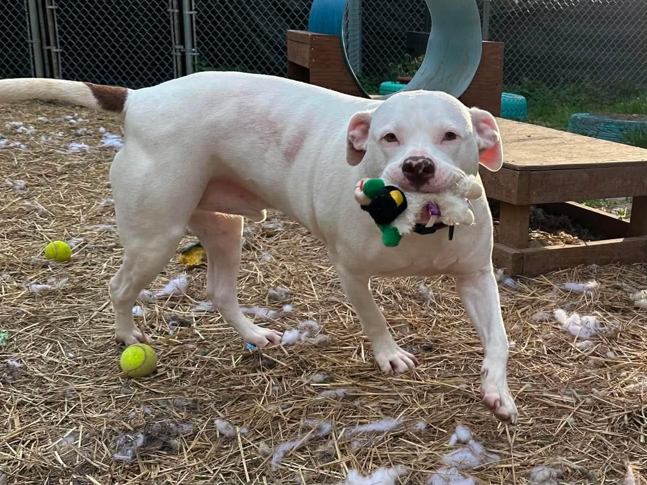 Enlarge Bones, a Adoptable mixed breed in INDIANAPOLIS, IN image 6/6
