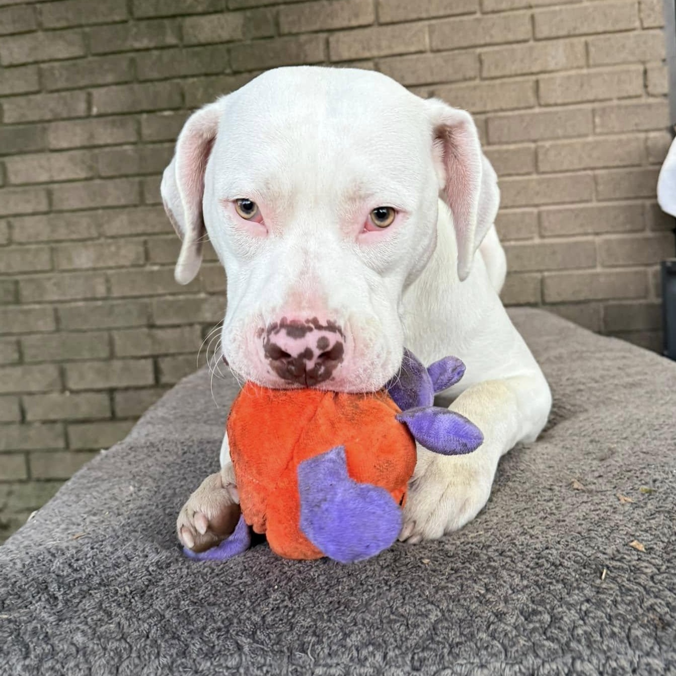 Enlarge Bones, a Adoptable mixed breed in INDIANAPOLIS, IN image 6/6