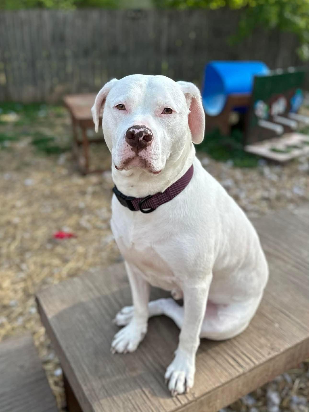 Enlarge Bones, a Adoptable mixed breed in INDIANAPOLIS, IN image 2/6