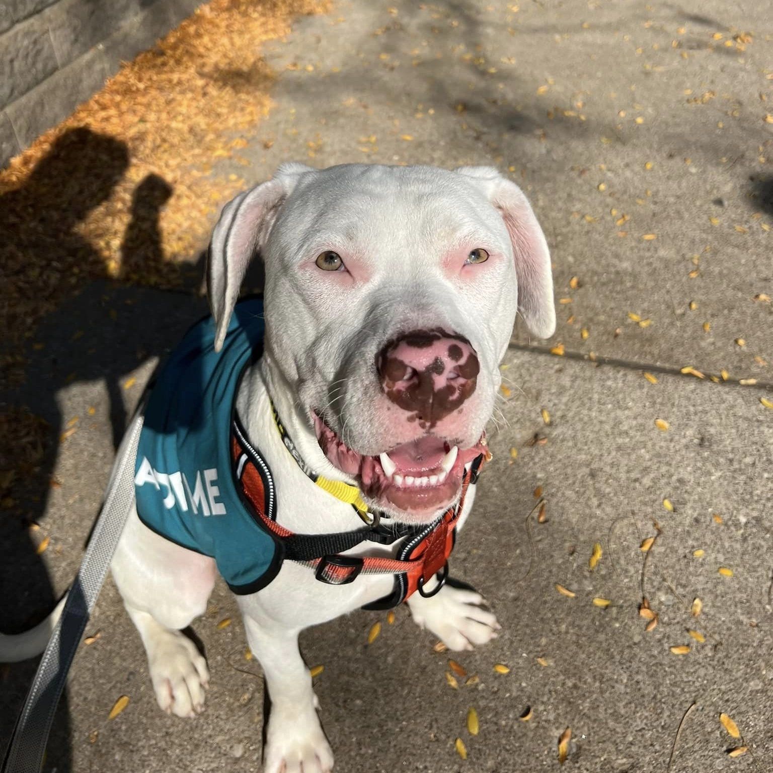 Enlarge Bones, a Adoptable mixed breed in INDIANAPOLIS, IN image 2/6