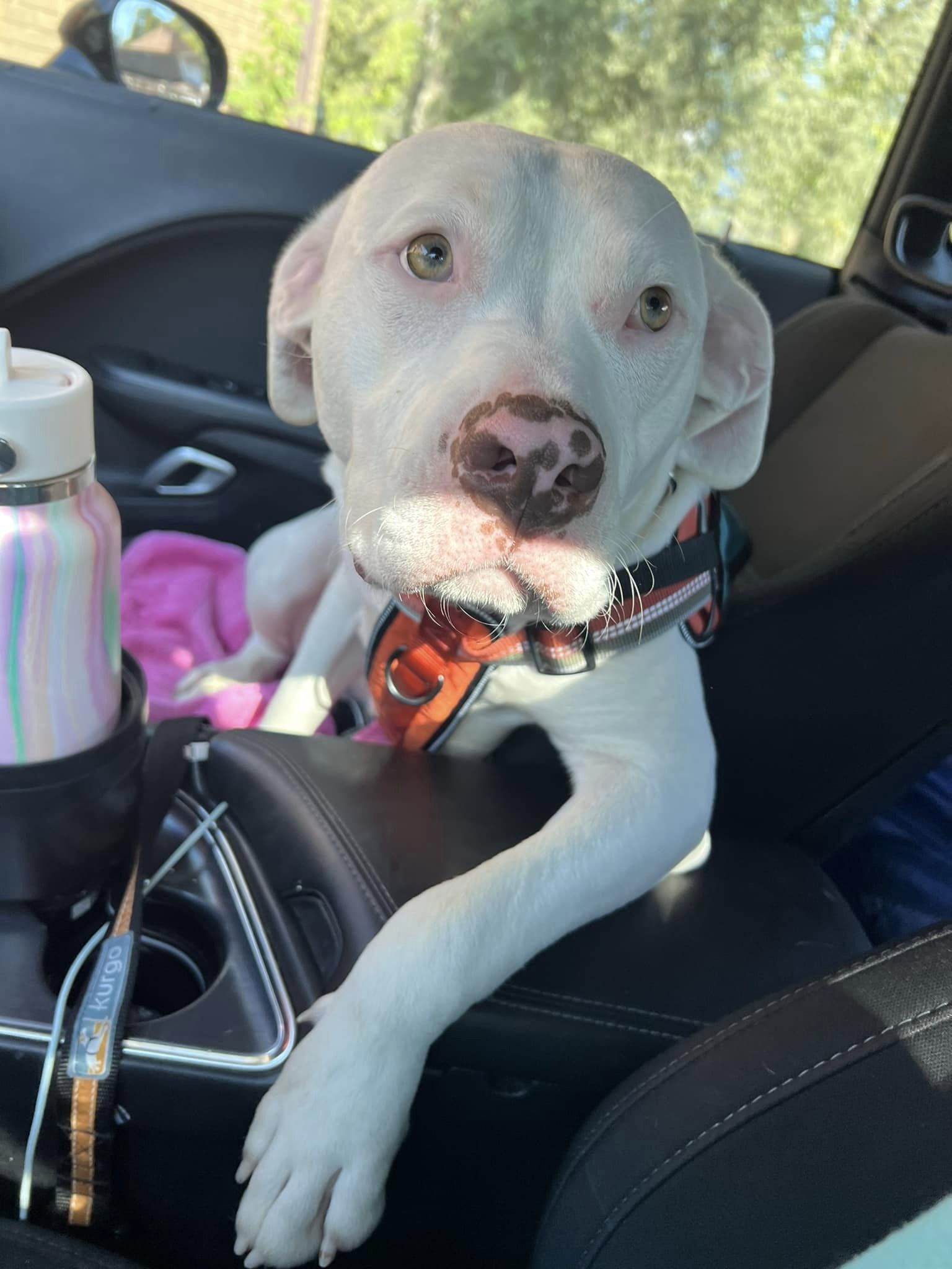 Enlarge Bones, a Adoptable mixed breed in INDIANAPOLIS, IN image 1/6