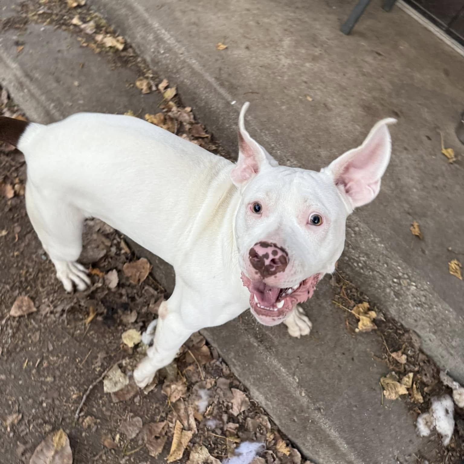 Enlarge Bones, a Adoptable mixed breed in INDIANAPOLIS, IN image 5/6