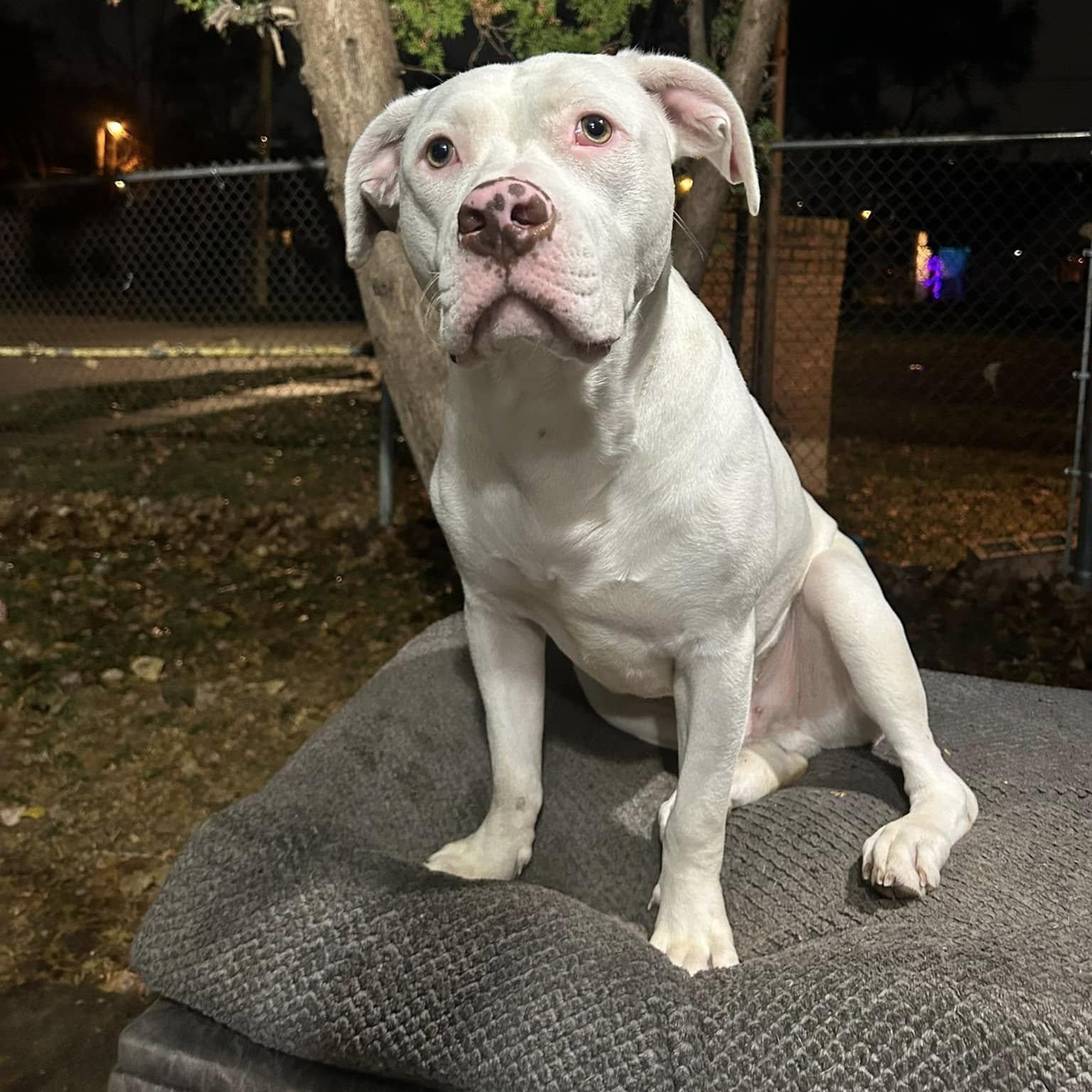 Enlarge Bones, a Adoptable mixed breed in INDIANAPOLIS, IN image 3/6