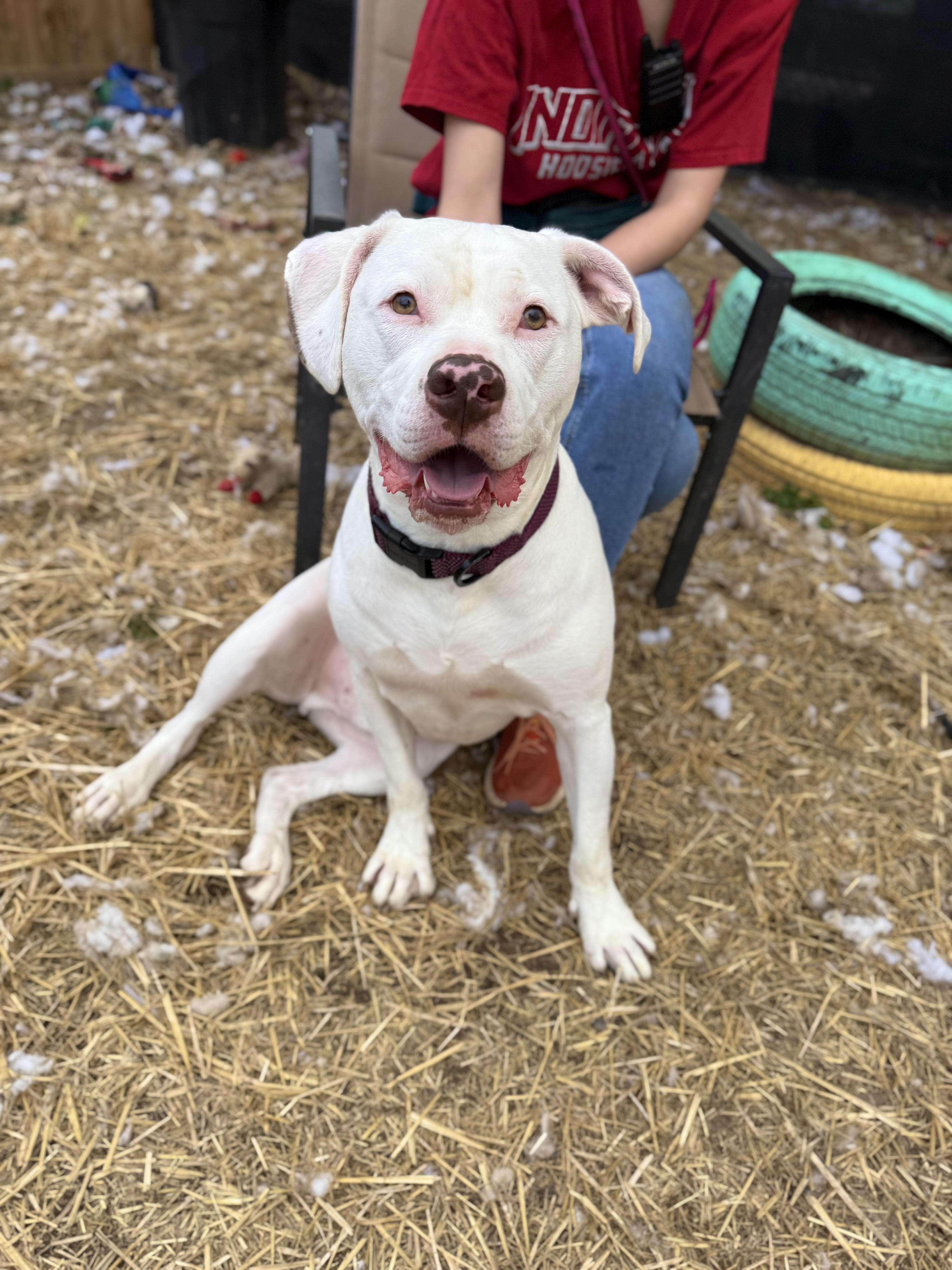 Enlarge Bones, a Adoptable mixed breed in INDIANAPOLIS, IN image 1/6