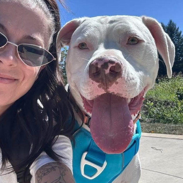 Bones, Adoptable, Adult Male American Bully.