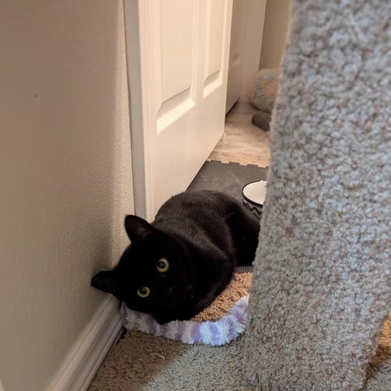Enlarge Annabelle, an adopted Domestic Short Hair in Silverton, OR image 2/5