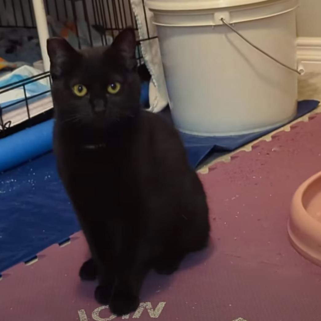 Annabelle, adopted, Kitten Female Domestic Short Hair.