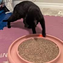 Enlarge Annabelle, an adopted Domestic Short Hair in Silverton, OR image 5/5