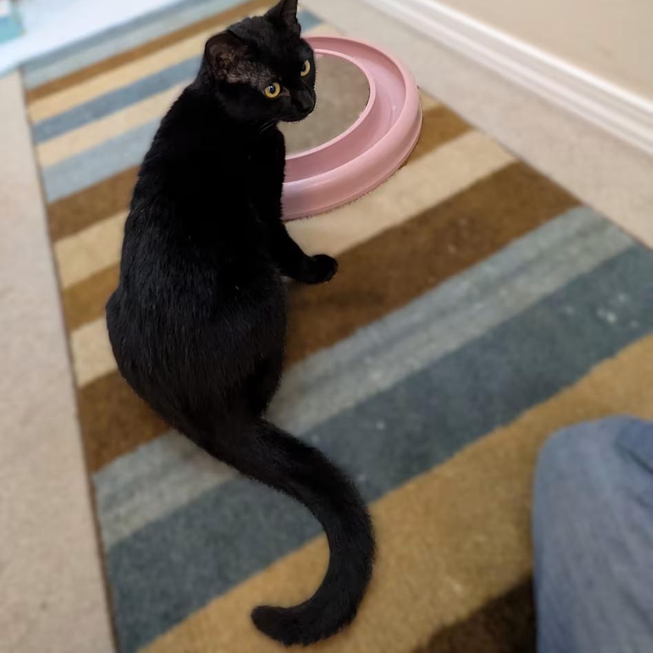 Enlarge Annabelle, an adopted Domestic Short Hair in Silverton, OR image 4/5