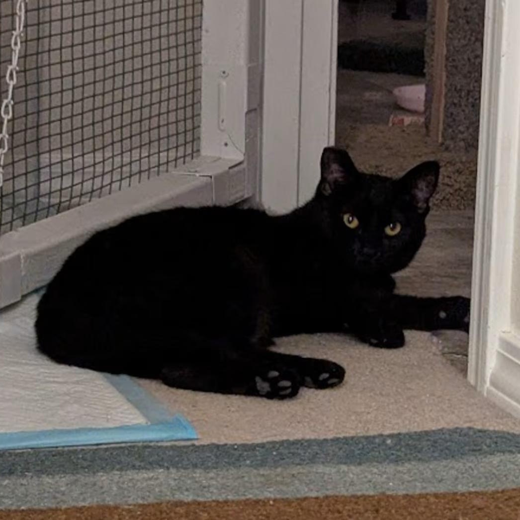 Enlarge Annabelle, an adopted Domestic Short Hair in Silverton, OR image 3/5
