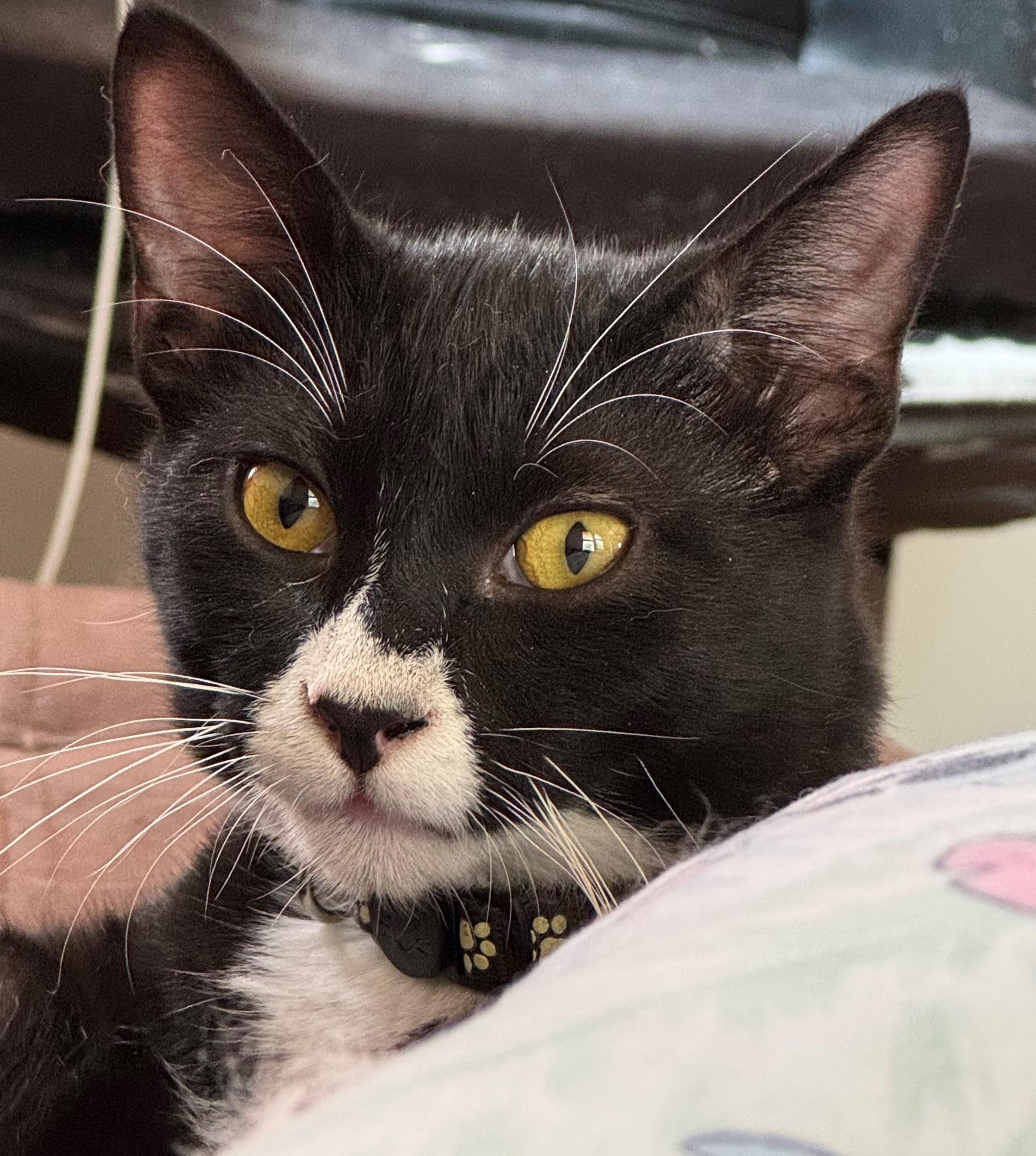 Enlarge Snickers, a ADOPTABLE Domestic Short Hair in Minneapolis, MN image 2/2