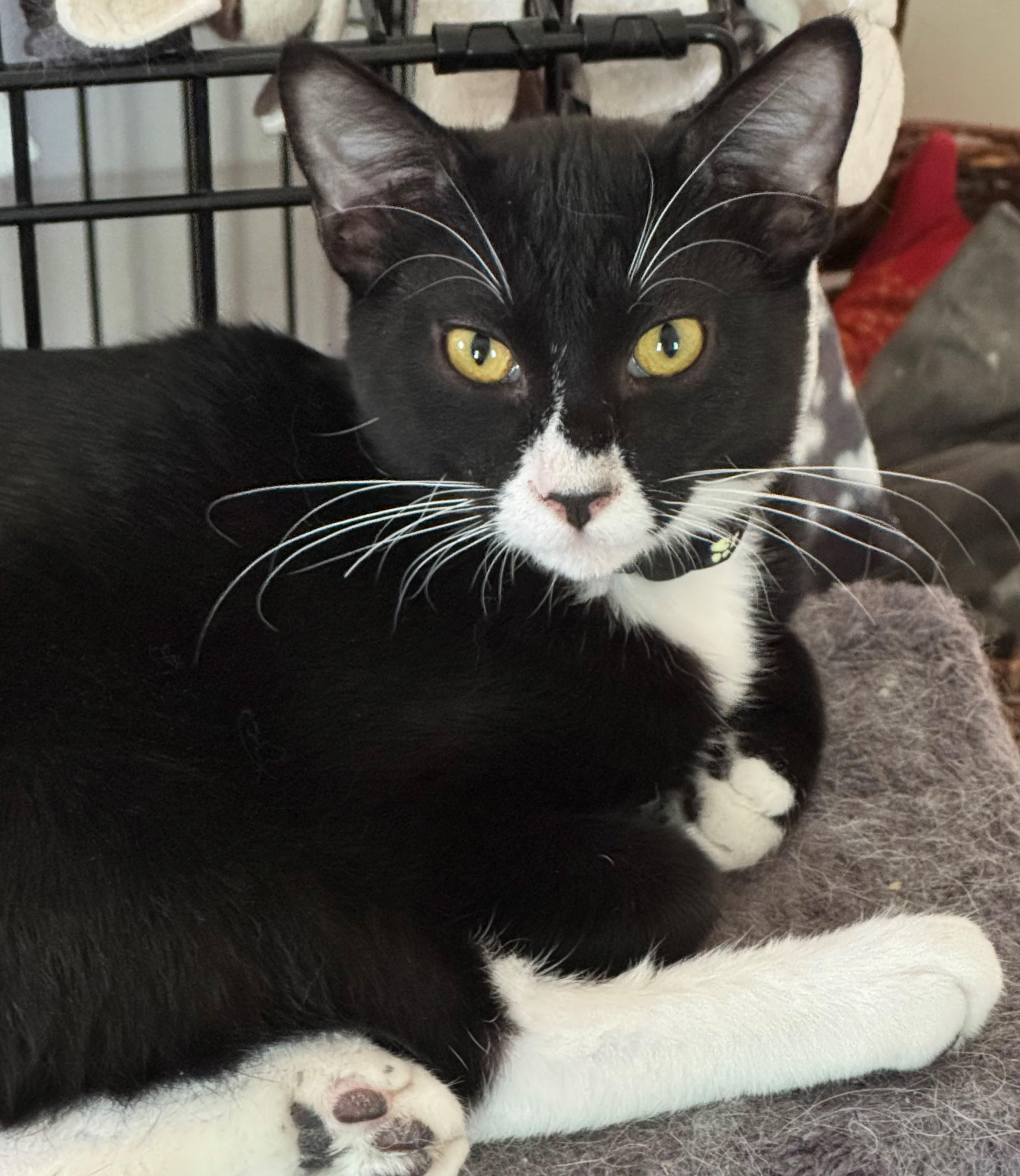 Enlarge Snickers, a ADOPTABLE Domestic Short Hair in Minneapolis, MN image 1/2