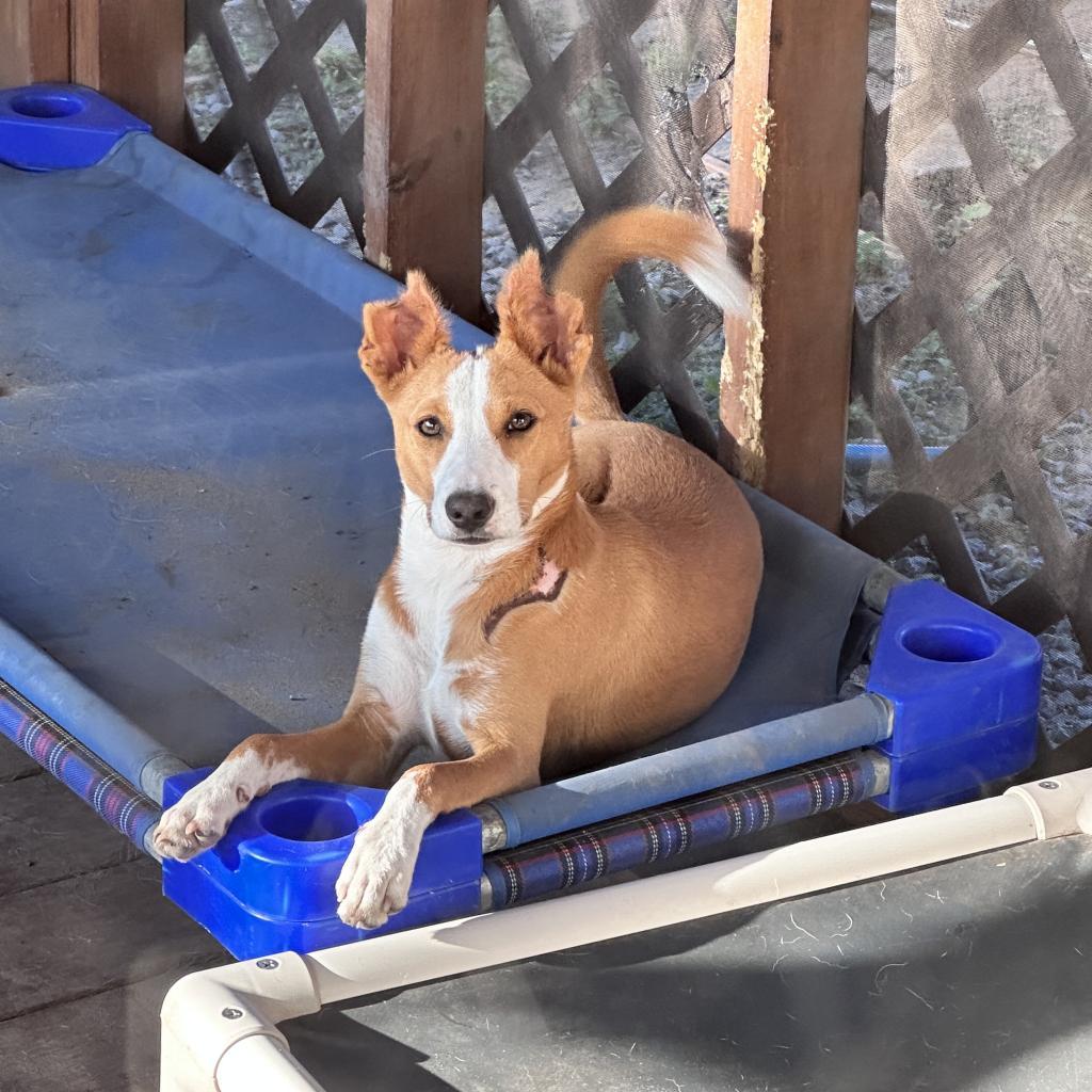Enlarge Bucky, a Adopted mixed breed in Hauppauge, NY image 2/6