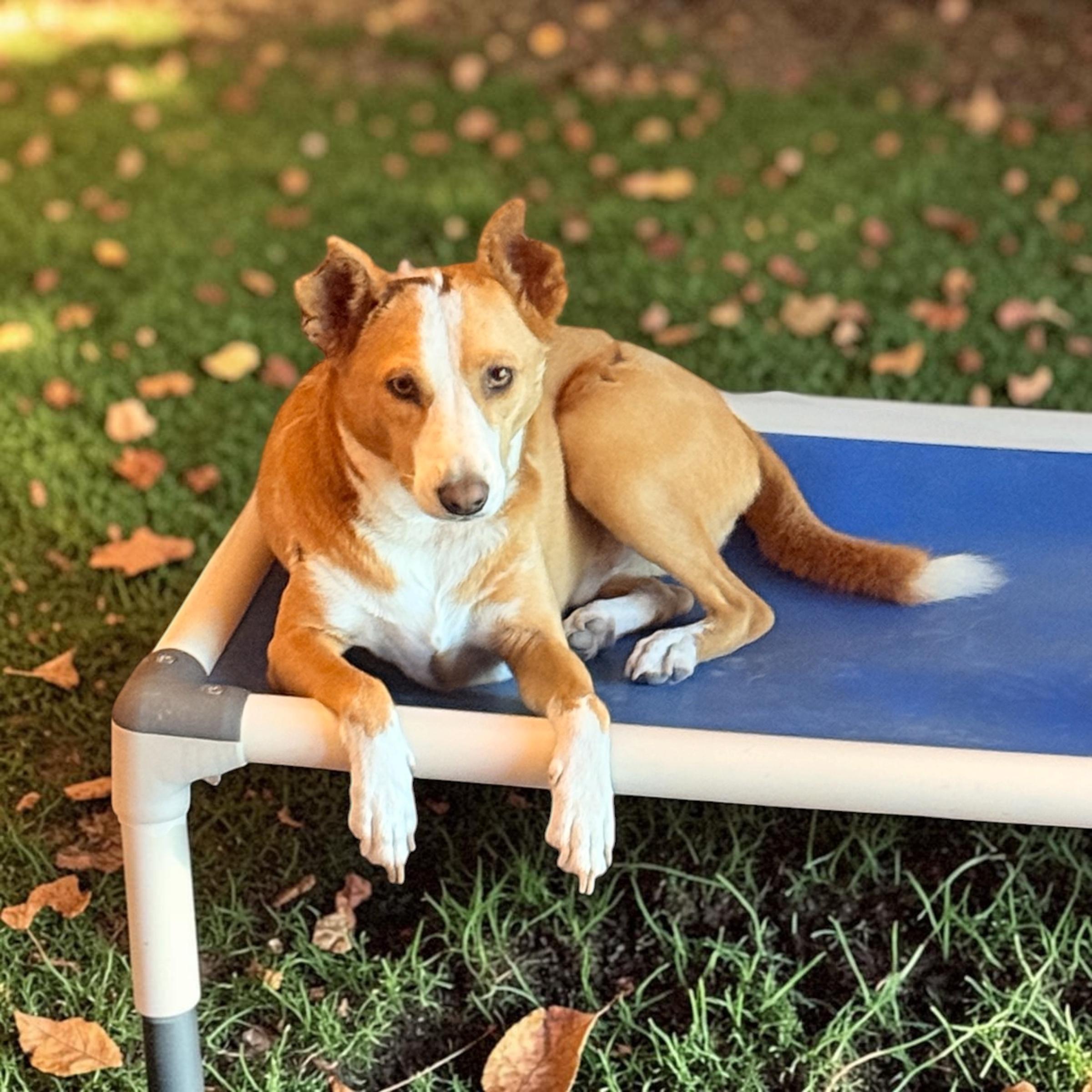 Bucky, Adopted, Young Male Terrier.