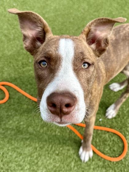 Enlarge Lillian, a Adoptable mixed breed in Wichita, KS image 2/3