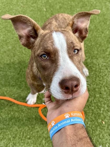 Enlarge Lillian, a Adoptable mixed breed in Wichita, KS image 3/3