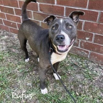 Rufus , ADOPTABLE, Adult Male Pit Bull Terrier & Staffordshire Bull Terrier.