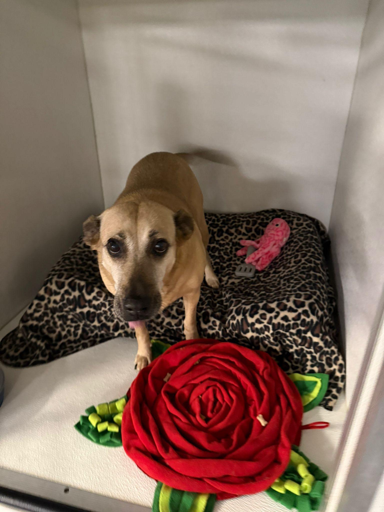 Enlarge Sweet Sofia... Sad & Still homeless Sofia, an adopted mixed breed in New York , NY image 3/6